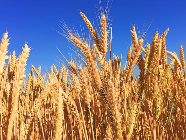 Cereals & Grains