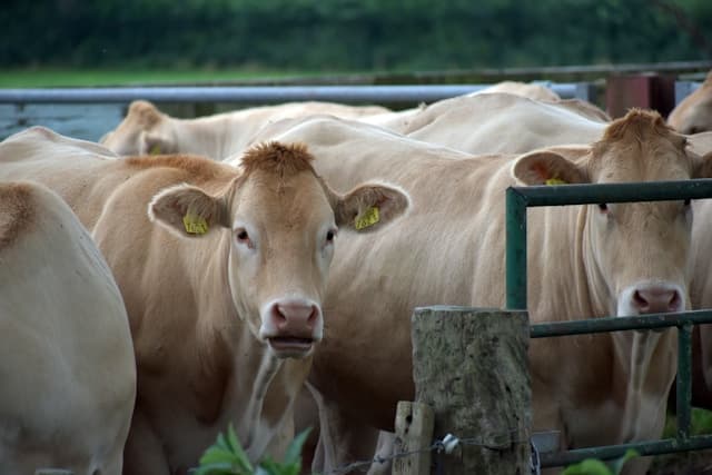 Livestock Products