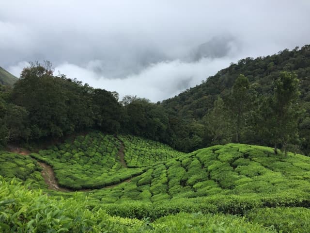 Tea Cultivation