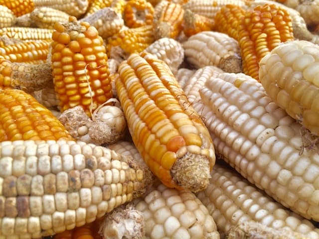 Maize Cultivation